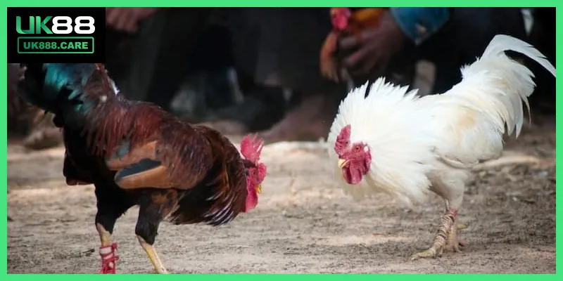 Tổng quan về đá gà trực tuyến